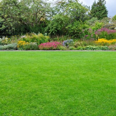 A vibrant lush lawn full of a variety of flowers and plants.