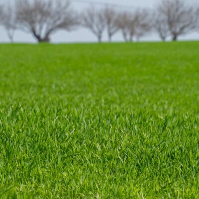 A lush lawn with vibrant green grass that is the product of proper lawn care.