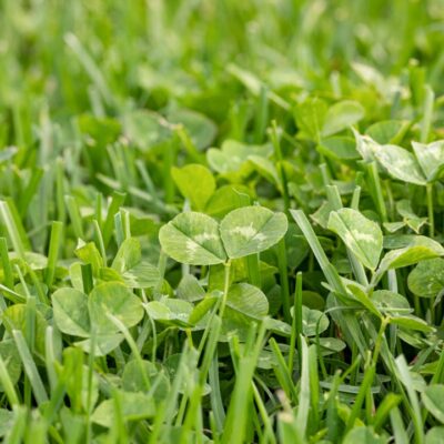 Dense lush grass that gets routine professional care.