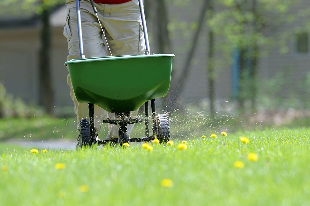 A professional landscaper spreading fertilizer.