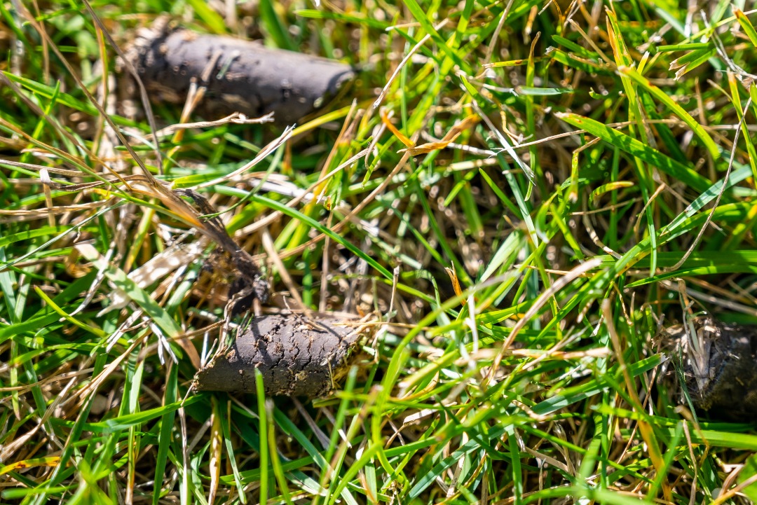 An up close shot of a lawn aeration job.