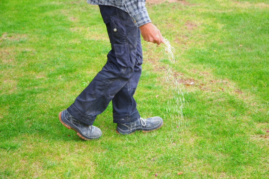 An expert lawn care provider laying down lawn fertilizer.