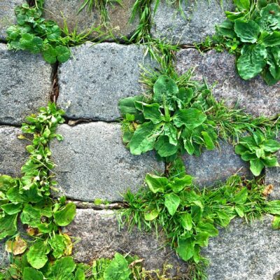 Weeds growing through cracks in the concrete.