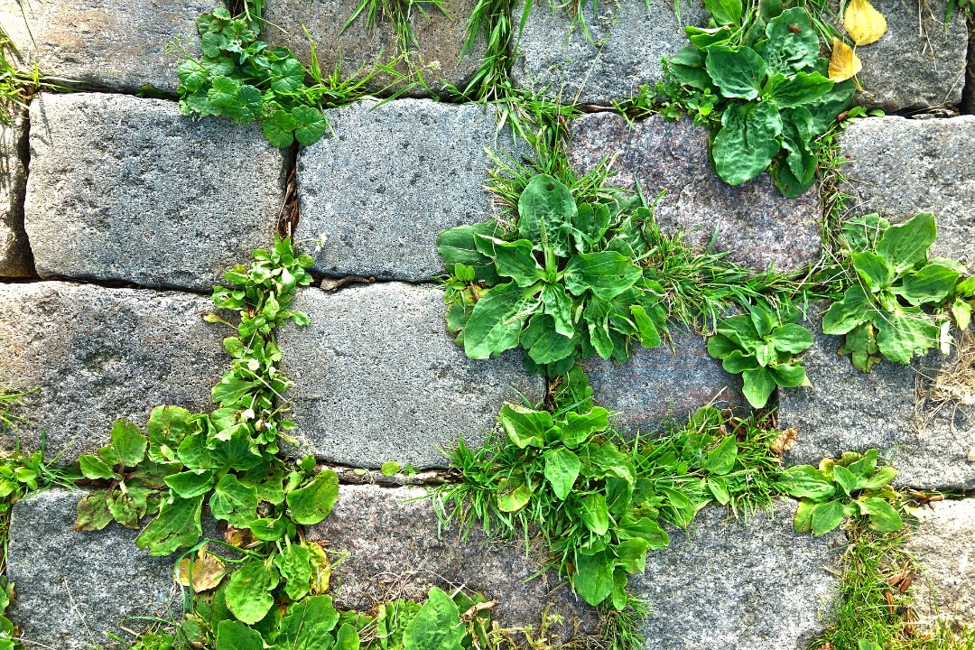 Weeds growing through cracks in the concrete.