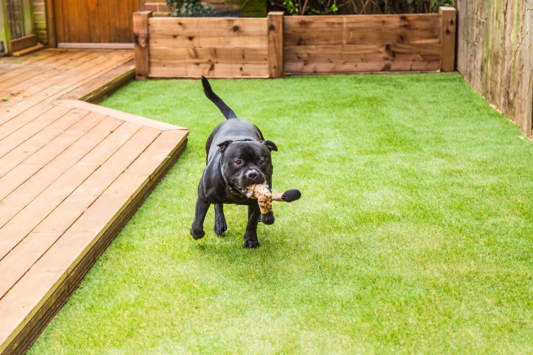 Black Staffordshire Bull Terrier running on bright green artificial turf with a toy in its mouth near a wooden deck and planter boxes.