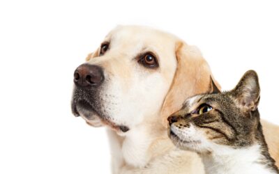 A Helpful Guide to Pet-Friendly Lawn Treatment Programs