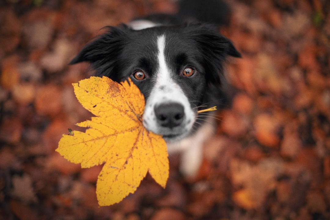 Black and white Border Collie holding a large yellow maple leaf in its mouth while standing on colorful autumn leaves outdoors.