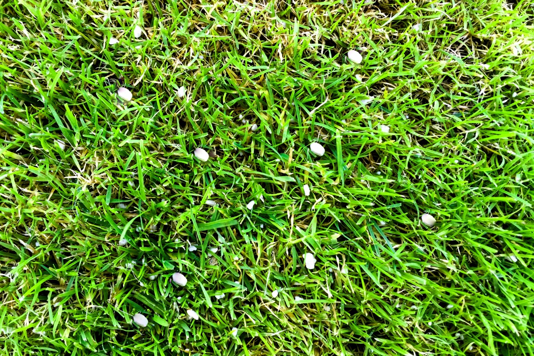 Close-up of healthy green grass sprinkled with white granular fertilizer pellets used for lawn nutrition and maintenance.