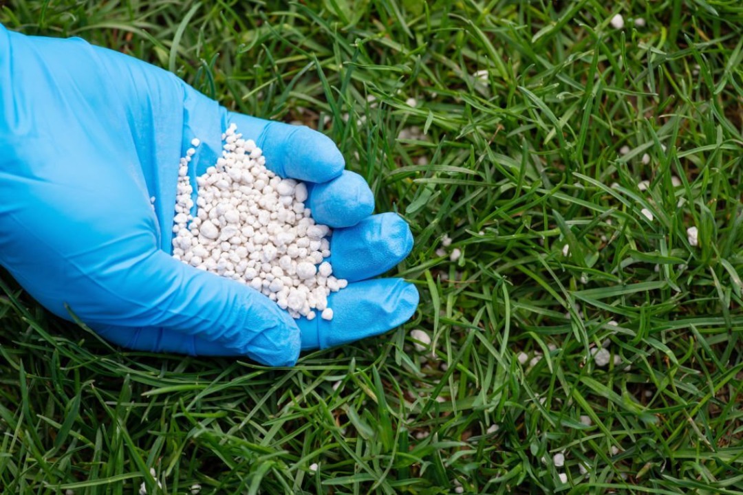 A person with a blue latex glove on handling a handful of fertilizer. 
