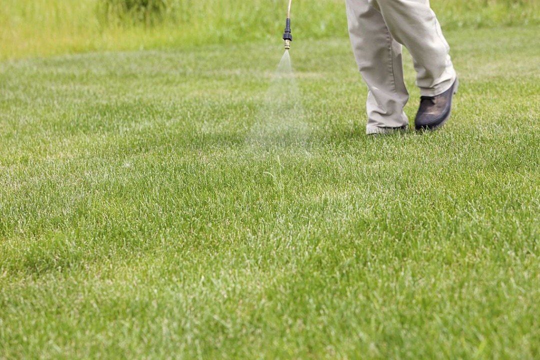 A man spraying a lawn with a weed control solution.
