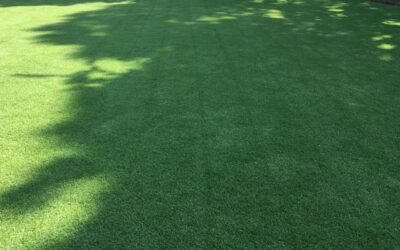Lawn Weed Control and Fertilization: How to Prep and Apply for Best Results