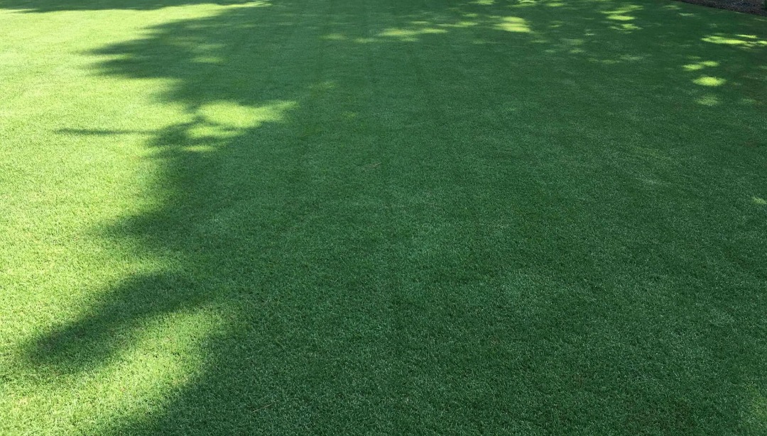Lawn Weed Control and Fertilization: How to Prep and Apply for Best Results