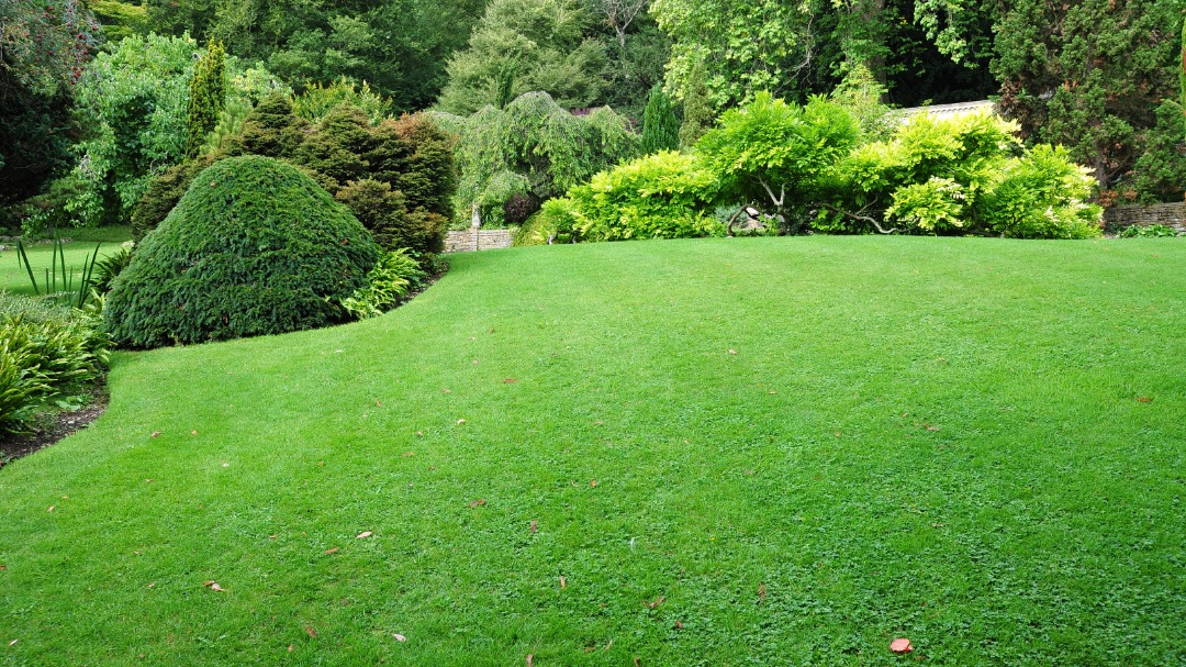 A vibrant, healthy green lawn in peak condition.
