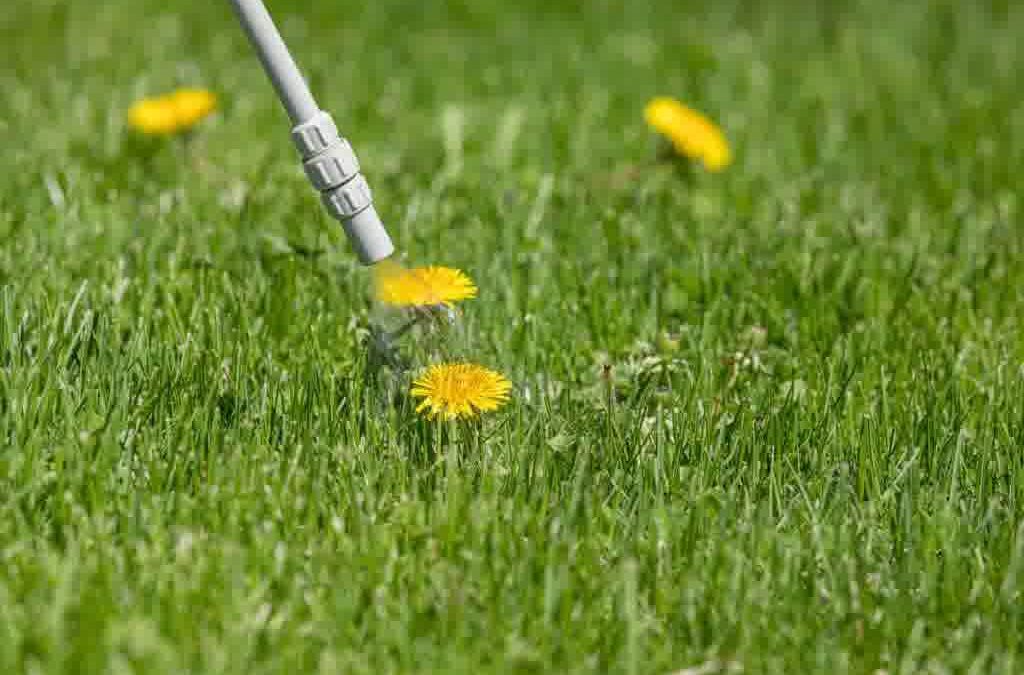 Smart Weed Control & Fertilization Tips for a Healthier Lawn