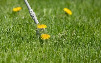 Smart Weed Control & Fertilization Tips for a Healthier Lawn