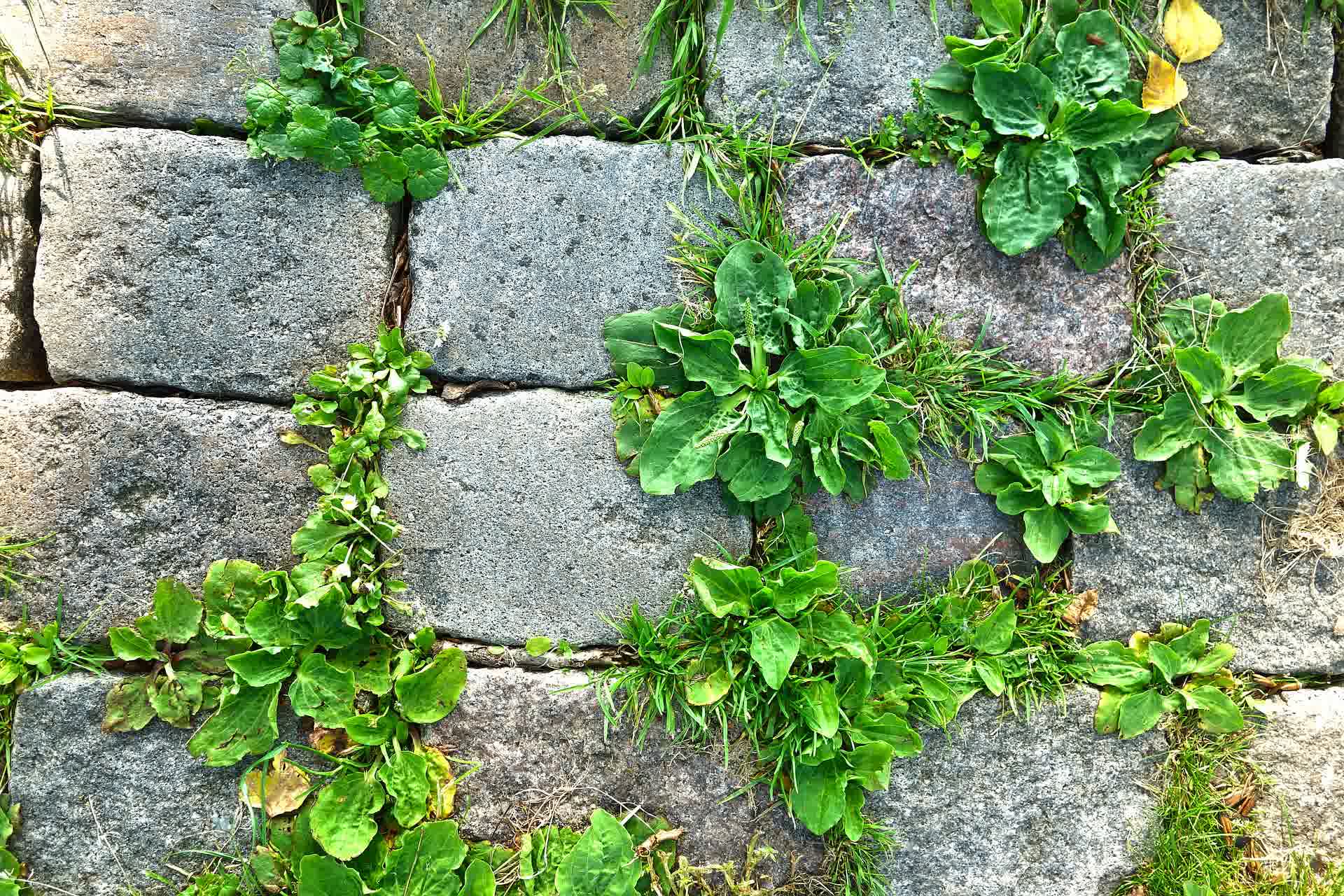 Weeds emerging from the cracks between pavers.