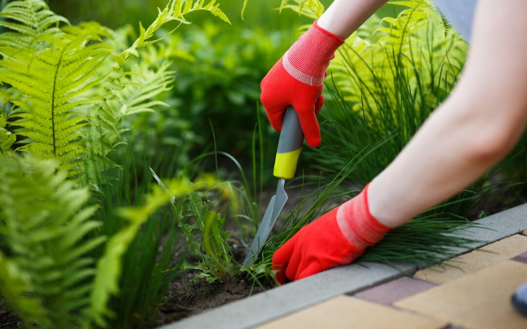 Winter Weed Control | A Guide for Mountain Brook AL, Lawns